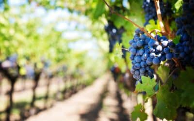 How South Africa’s Wine Industry Uses Air Freight to Reach Global Markets